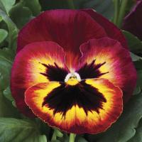 Фото Виола крупноцветковая Маммот Сангрия Пунш, 100 шт. Профессиональная упаковка