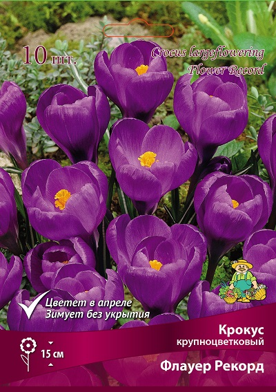 Фото Крокус Флавер Рекорд