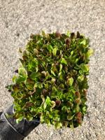 Салат цикорный Палла Росса для проращивания 