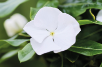 Фото Катарантус Хитвэйв Вайт, Hem Genetics, фас. 1000