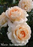 Роза Marie Antoinette