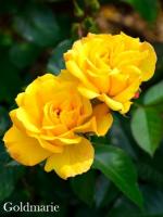 Фото Роза Goldmarie