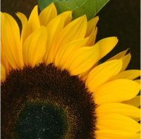 Фото Подсолнечник Санрич Оранж, Takii Seed, фас. 100