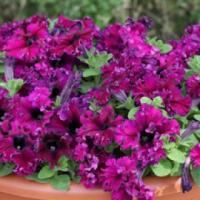 Петуния бахромчатая Эспрессо Фраппе Руби, 100шт. Профессиональная упаковка