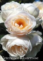 Фото Роза Uetersener Klosterrose