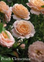 Фото Роза Peach Clementine