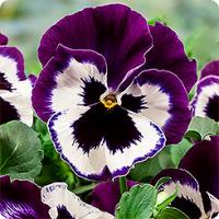 Фото Виола крупноцветковая Селло Виолет Фэйс, 100шт. Профессиональная упаковка Фото Виола крупноцветковая Селло Виолет Фэйс, 100шт. Профессиональная упаковка