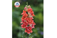 Фото Львиный зев Даблшот F1 Оранж Биколор, Hem Genetics, фас. 1000