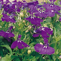 Лобелия Рапид Блю, 1000 мультидр. Профессиональная упаковка