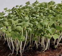 Капуста японская Мизуна Зеленая для проращивания 