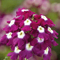 Фото Вербена ампельная Обсешн Каскад Бургунди виз Ай, 100шт. Профессиональная упаковка