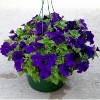 Петуния грандифлора Эспрессо Грандэ Блю, 100шт. Профессиональная упаковка