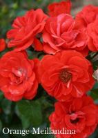 Фото Роза Orange Meillandina