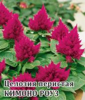 Целозия Кимоно Роуз перистая 250 шт.* сер. Профи  Н14 Профессиональная упаковка