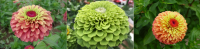 Цинния изящная Королева Floragran, Набор 3 пакета, АЭ
