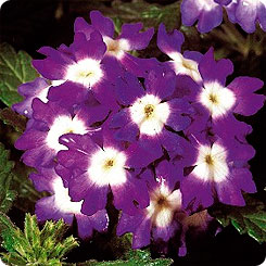 Фото Вербена ампельная Обсешн Блю виз Ай, 100 шт. Профессиональная упаковка