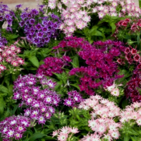 Флокс Друммонда Попстарс, смесь, 1000 штук Профессиональная упаковка