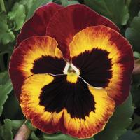 Виола крупноцветковая Маммот Он файр, 100шт. Профессиональная упаковка