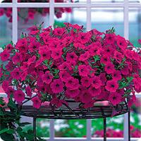 Фото Петуния ампельная Опера Парпл, 100шт. Профессиональная упаковка