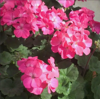 Пеларгония зональная Нано Дип Роуз, 100шт. Профессиональная упаковка