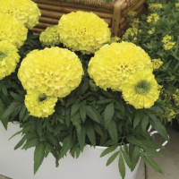 Фото Бархатцы прямостоячие Антигуа F1 Примроуз, Syngenta, фас. 5000