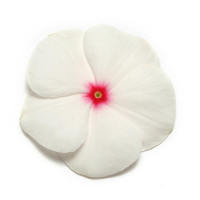 Катарантус Пацифика ХР Полка Дот, 1000 штук Профессиональная упаковка