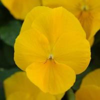 Виола ампельная Кул Вэйв Голден Еллоу, 100шт. Профессиональная упаковка