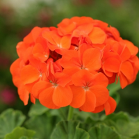 Пеларгония зональная Дансер Оранж, 100 штук Профессиональная упаковка