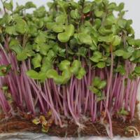 Редька Чайна Роуз (China Rose) для проращивания 