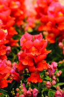 Фото Львиный зев Снэппи F1 Оранж, Hem Genetics, 1 000шт