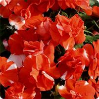 Бальзамин махровый Афина Оранж Флэш, 250шт. Профессиональная упаковка