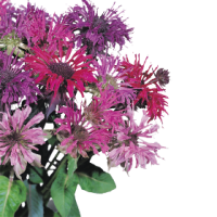 Монарда двойчатая Панорама Микс, Benary, фас. 1000