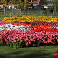Пеларгония зональная Дансер, смесь, 100 штук Профессиональная упаковка