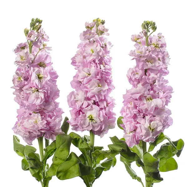 Фото Маттиола Джордин Черриблоссом, Evanthia, фас. 100