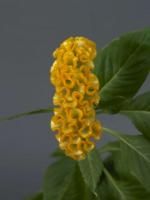 Целозия гребенчатая Нео Голд, 250шт. Профессиональная упаковка