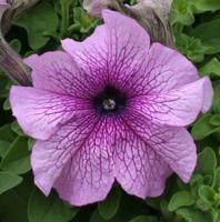 Петуния грандифлора Призм Дьюберри Сандай, 100шт. Профессиональная упаковка