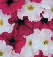 Петуния грандифлора Призм Руби Веддинг Микс, 100драже. Профессиональная упаковка