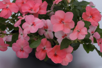 Фото Бальзамин Баланс F1 Корал, Hem Genetics, фас. 1000