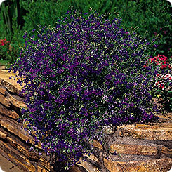 Фото Лобелия ампельная Регата Миднайт Блю, 100шт. Профессиональная упаковка