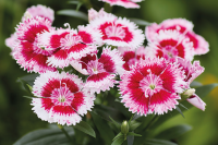 Фото Гвоздика Чиба F1 Черри Пикоти, Hem Genetics, 1 000шт