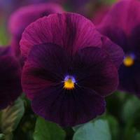 Виола ампельная Кул Вэйв Парпл, 100шт. Профессиональная упаковка