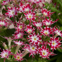 Флокс Друммонда Попстарс Роуз Ай, 1000 штук Профессиональная упаковка