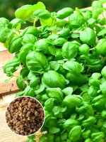 Мангольд изумрудный для проращивания 