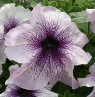 Петуния грандифлора Призм Блекберри Сандай, 100шт. Профессиональная упаковка