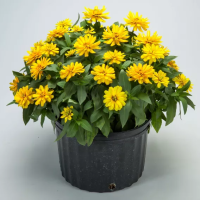 Фото Цинния Зайдеко Дип Еллоу, Syngenta, фас. 1000