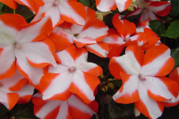 Фото Бальзамин Баланс F1 Оранж Стар, Hem Genetics, фас. 1000