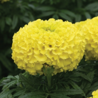 Бархатцы прямостоячие Дюна Еллоу, 1000 detailed Профессиональная упаковка