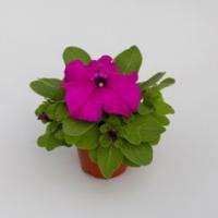 Петуния грандифлора Эспрессо Грандэ Парпл, 100шт. Профессиональная упаковка