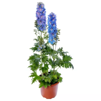 Фото Дельфиниум высокий Дельфина Лайт Блю Вайт Би, Syngenta, фас. 1000