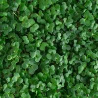 Капуста татсой для проращивания 